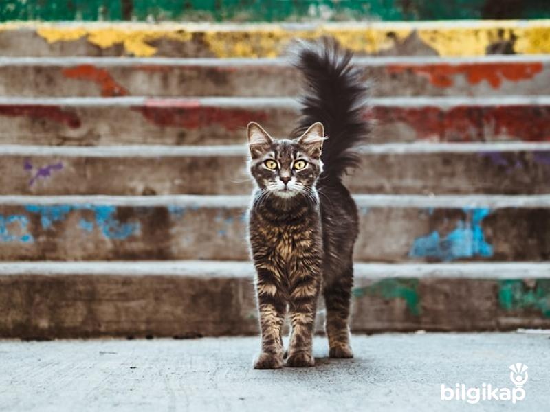 Yabancı Düşmanı Kediler  Evcil Hayvanlar Kedi Bakımı
